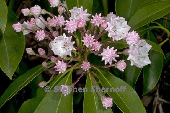 kalmia latifolia 1 graphic